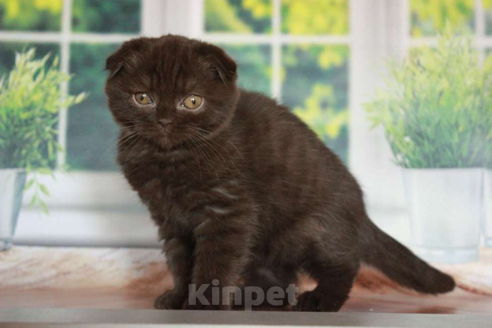 Кошки в Санкт-Петербурге: Шоколадный скоттиш фолд Мальчик, 25 000 руб. - фото 6