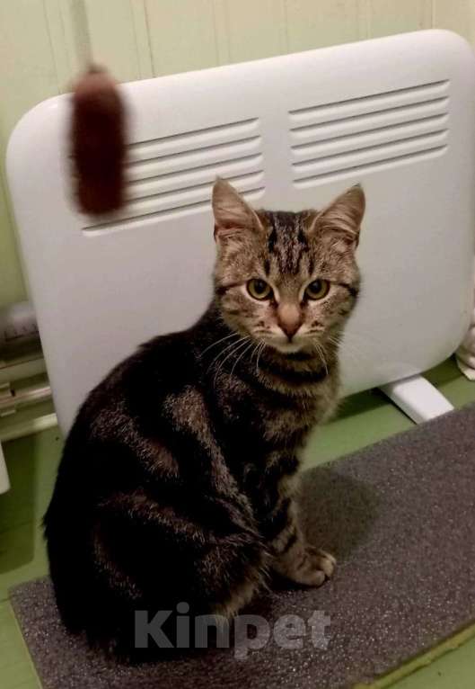 Кошки в Санкт-Петербурге: Шикарный котёнок ищет дом. Мальчик, Бесплатно - фото 2