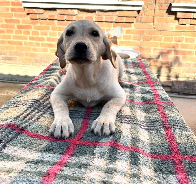 Собаки в Краснодаре: Щенки лабрадора палевые ркф  Девочка, 25 000 руб. - фото 2