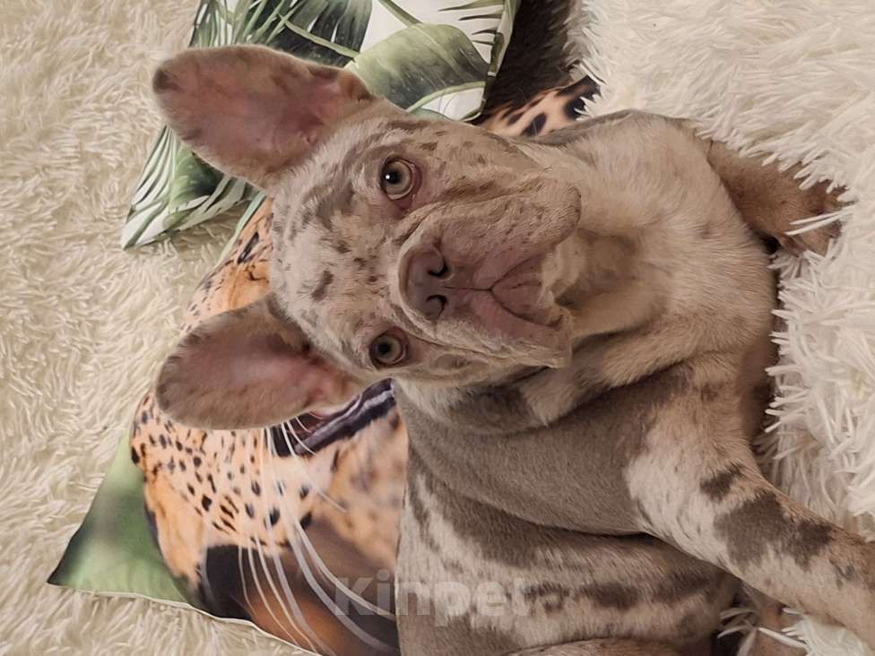 Собаки в Майкопе: Продаю чудесного щенка Девочка, Бесплатно - фото 2