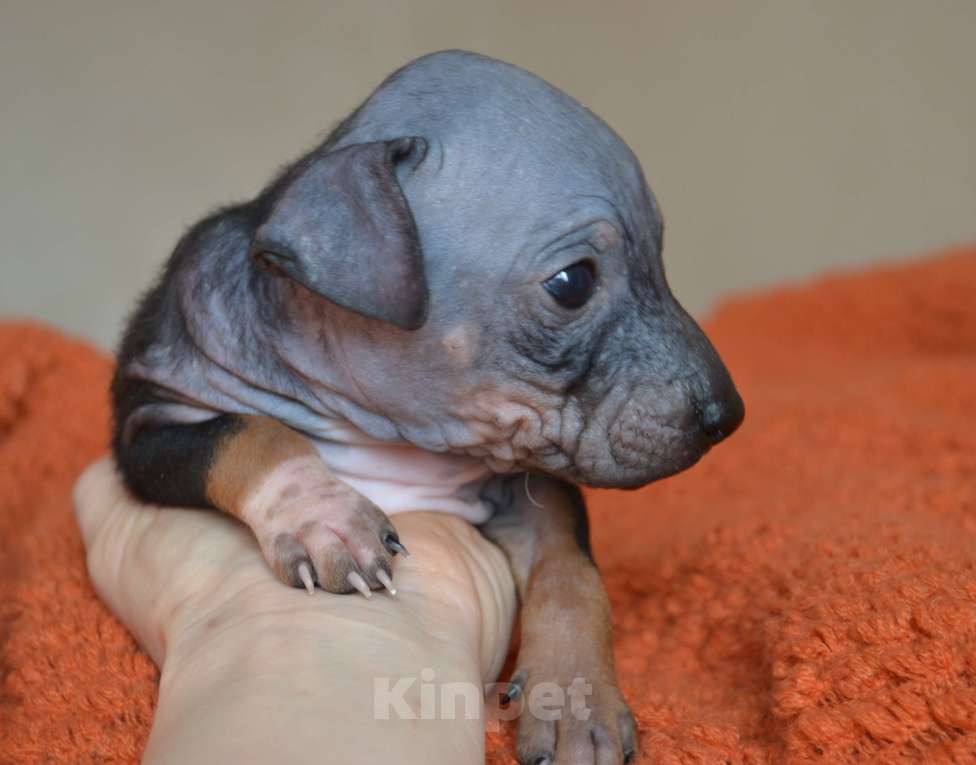 Собаки в Москве: Очаровательный брюнет голого терьера Мальчик, 45 руб. - фото 3