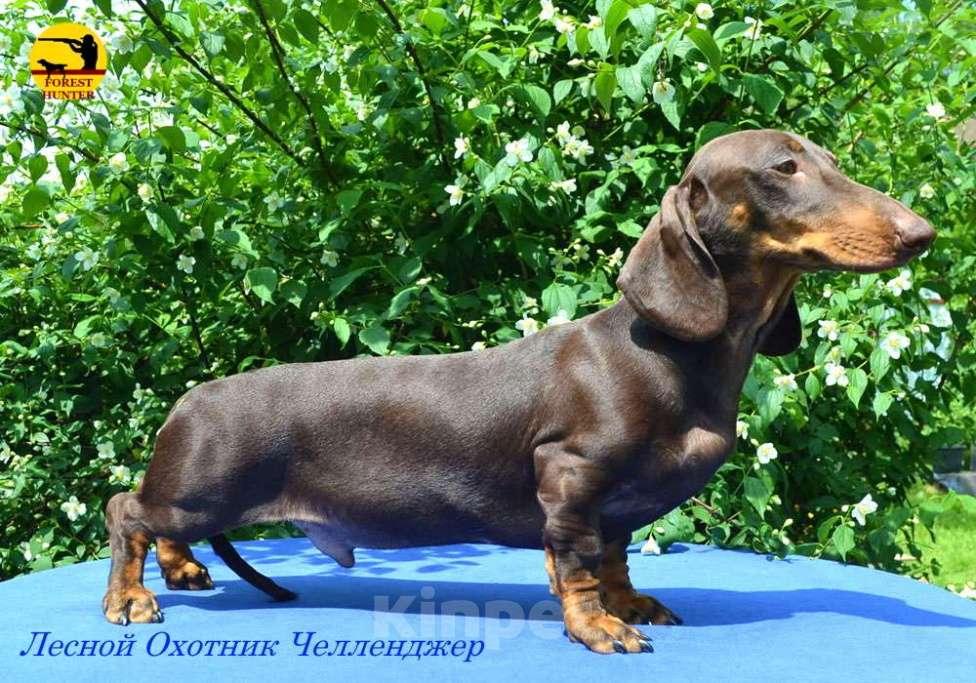 Собаки в Москве: щенки стандартной таксы питомник "Лесной Охотник" Мальчик, 50 000 руб. - фото 3