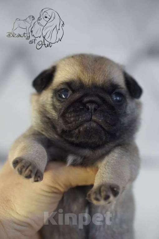 Собаки в Волгограде: Желтая лента Мальчик, 70 000 руб. - фото 1