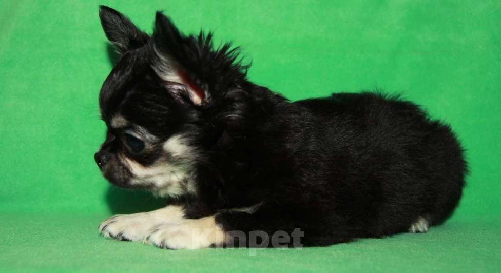 Собаки в Санкт-Петербурге: чихуахуа мальчик домашний любимец Мальчик, 45 000 руб. - фото 2