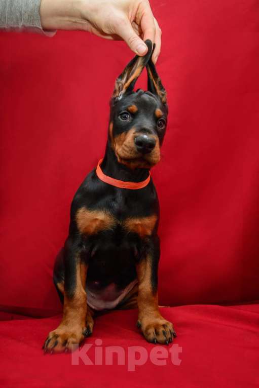 Собаки в Москве: Щенки добермана Девочка, 100 000 руб. - фото 3