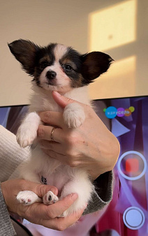 континентальный той спаниенль папийон