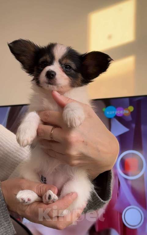 Собаки в Воронеже: континентальный той спаниенль папийон Девочка, Бесплатно - фото 1