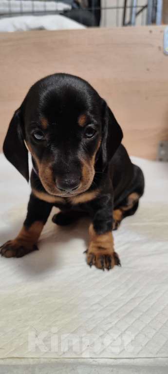 Собаки в Твери: Щенки таксы стандарт Девочка, 50 000 руб. - фото 5