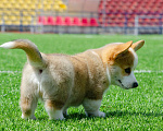 Собаки в Твери: Щенок Вельш-корги-пемброк Мальчик, 120 000 руб. - фото 4