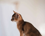 Кошки в Орле: Абиссинские котята Девочка, 25 000 руб. - фото 7