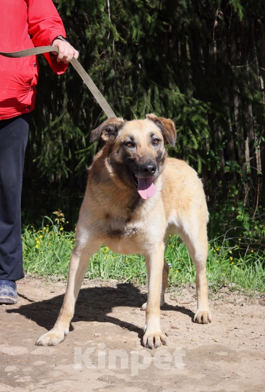 Собаки в Москве: Шейла в добрые руки  Девочка, Бесплатно - фото 2