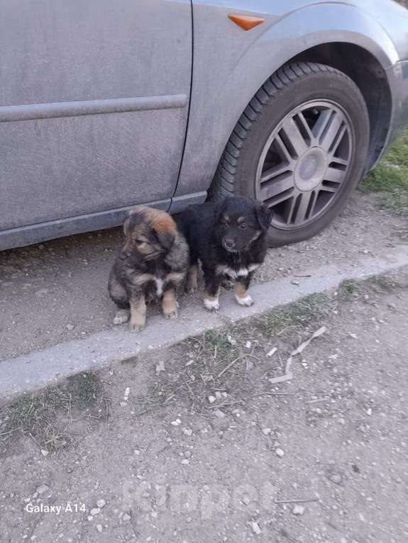 Собаки в Севастополе: Щенки ищут хозяев, хозяина, хозяйку Девочка, Бесплатно - фото 2