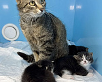 Кошки в Санкт-Петербурге: Котята-котики под бронь!! Мальчик, Бесплатно - фото 7