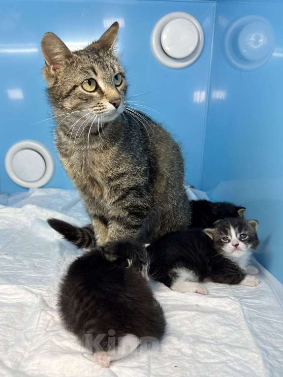 Кошки в Санкт-Петербурге: Котята-котики под бронь!! Мальчик, Бесплатно - фото 7