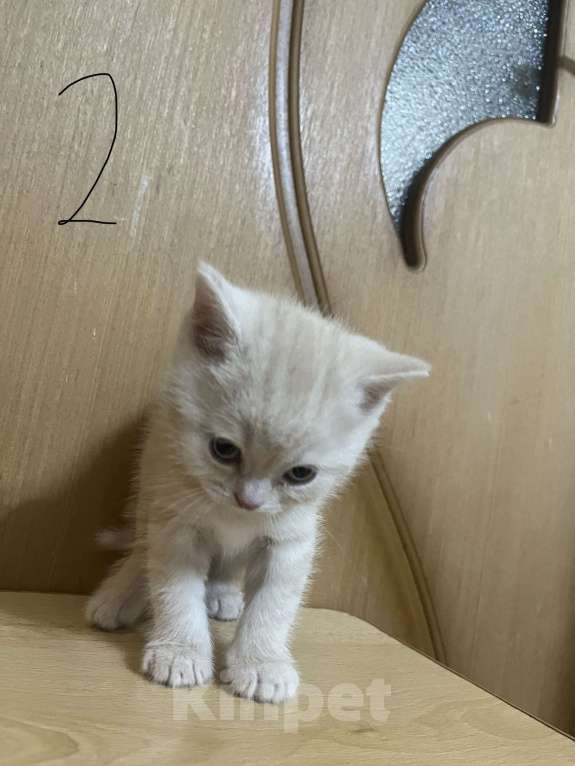 Кошки в Армавире: Ражий мальчик, британский прямоухий Мальчик, 10 000 руб. - фото 1