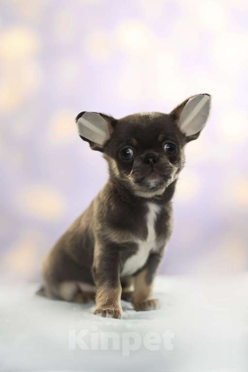 Собаки в Самаре: Чихуахуа мальчик Мальчик, 100 000 руб. - фото 3