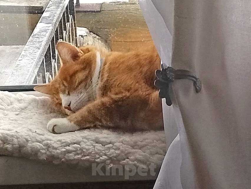 Кошки в Москве: Надежный, не навязчивый котик Пуштун ищет дом Мальчик, Бесплатно - фото 6
