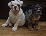 Собаки в Челябинске: Английский бульдог Мальчик, 50 000 руб. - фото 1