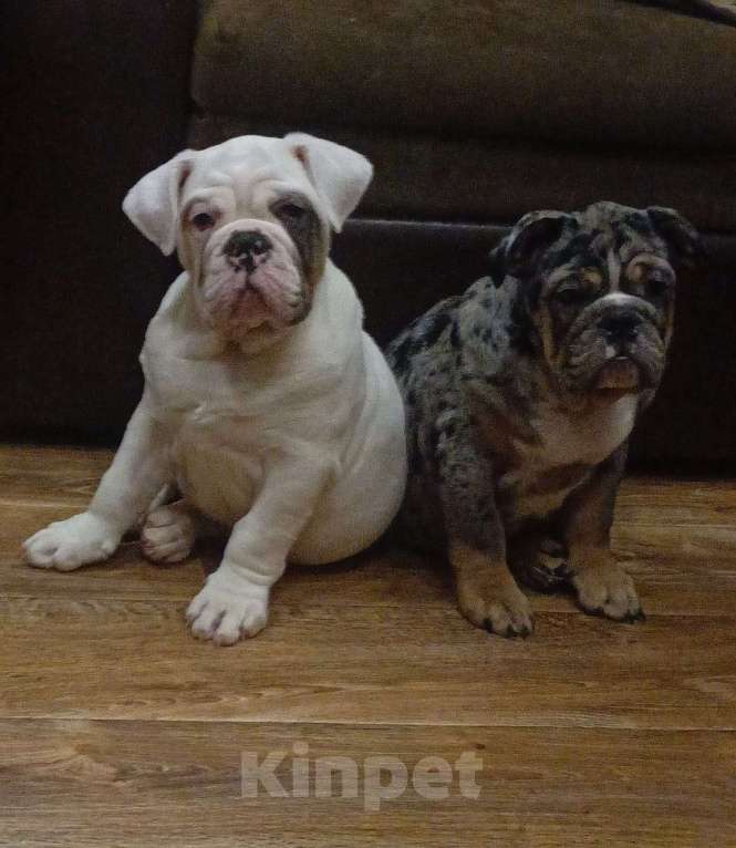 Собаки в Челябинске: Английский бульдог Мальчик, 50 000 руб. - фото 1