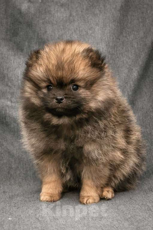 Собаки в Пушкино: Померанский шпиц девочка Девочка, 25 000 руб. - фото 3