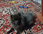 Собаки в Болоховом: шоколадный померанец  Девочка, 8 000 руб. - фото 3