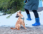 Собаки в Люберцах: Лисик в поисках самой доброй мамы Мальчик, 10 руб. - фото 7