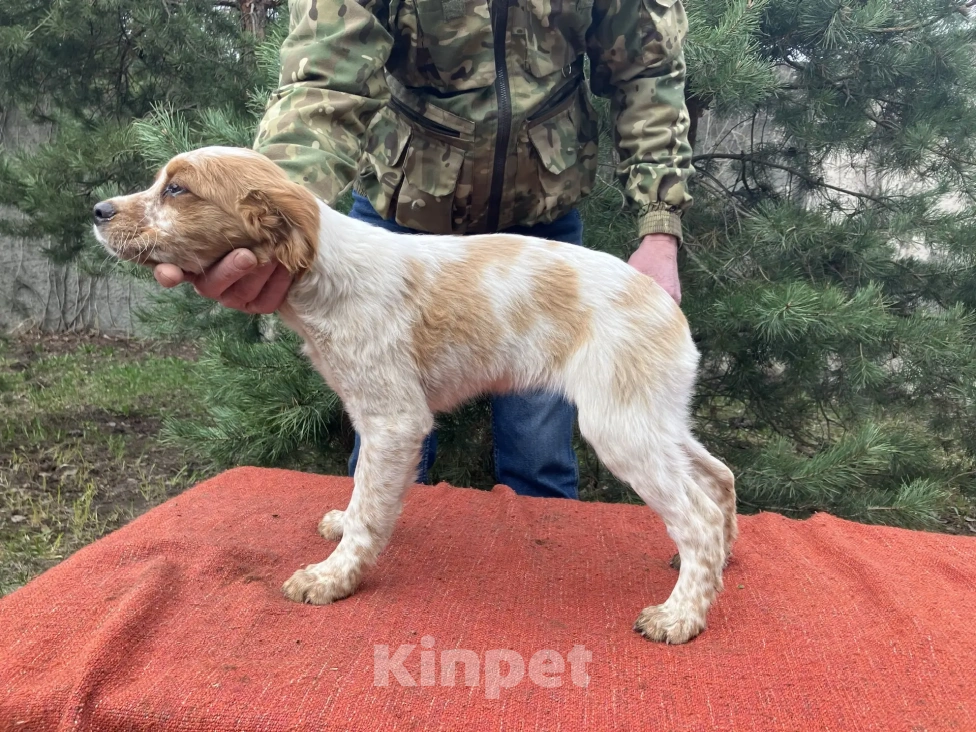 Собаки в Твери: Продаются щенки бретонского эпаньола Девочка, Бесплатно - фото 5