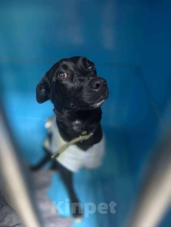 Собаки в Москве: Особенная Шпуленька ищет дом Девочка, Бесплатно - фото 4