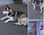 Собаки в Москве: Найдена девочка хаски или метис Девочка, Бесплатно - фото 2