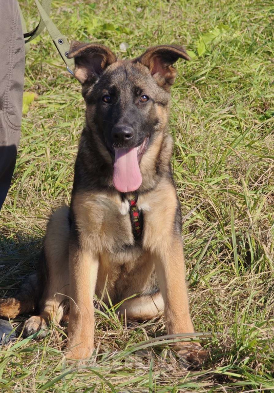 Собаки в Москве: Щенок Лео ищет дом Мальчик, Бесплатно - фото 2