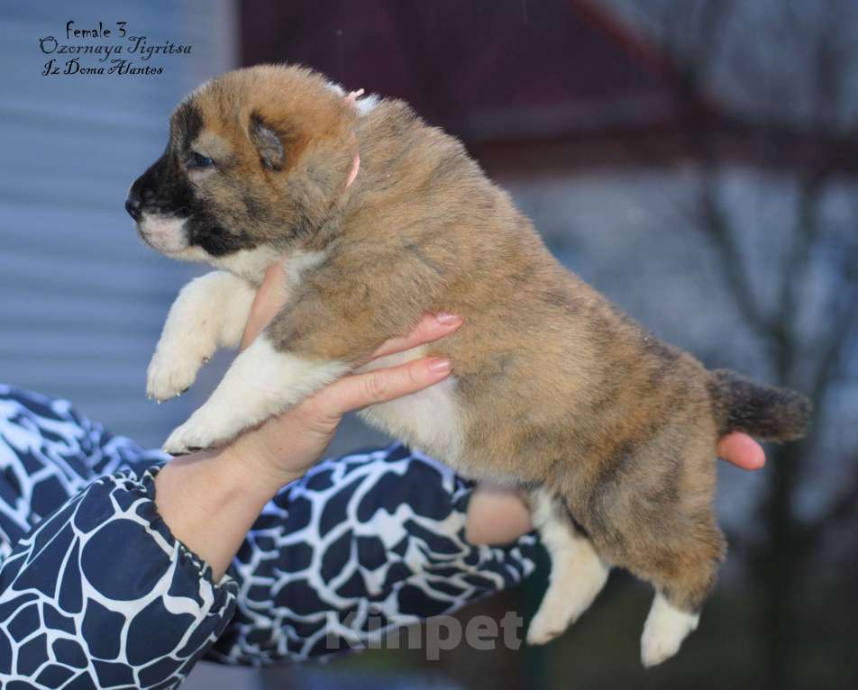 Собаки в Саратове: Роскошная тигрица (щенок САО, алабай)  Девочка, Бесплатно - фото 3