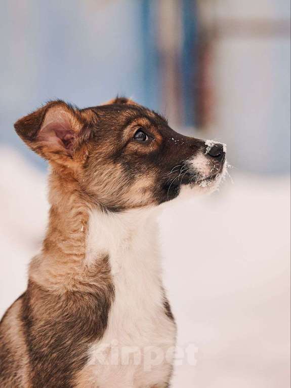 Собаки в других городах Московской области: Марио якутенок Мальчик, Бесплатно - фото 5