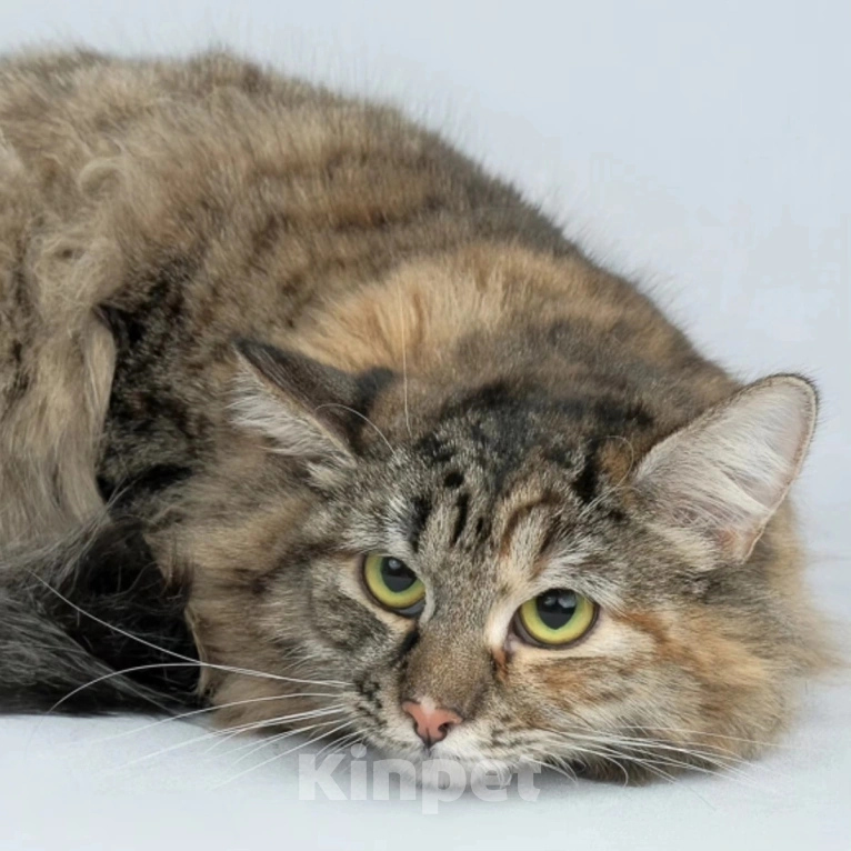 Кошки в Москве: Пушистая Нюта грустит в клеточке приюта Девочка, Бесплатно - фото 5