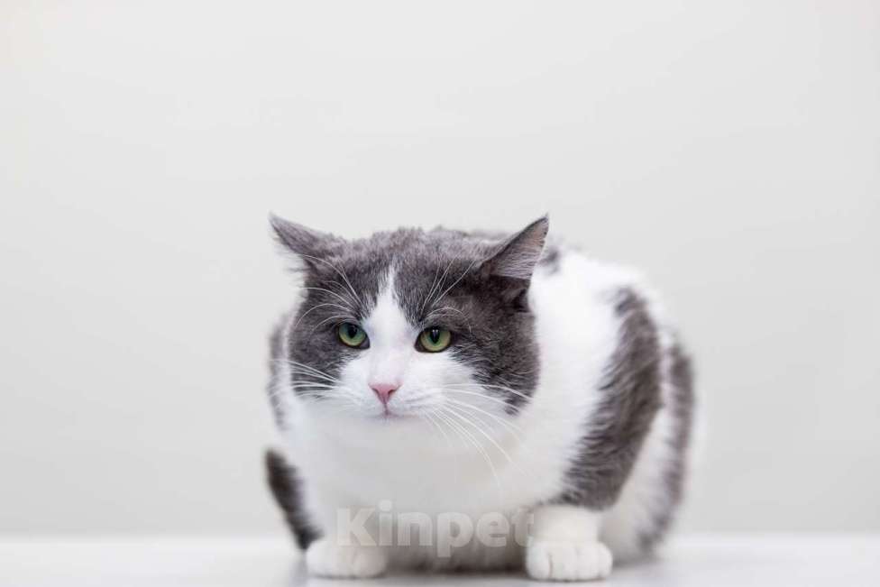 Кошки в Москве: Кот Хэллоуин в добрые руки Мальчик, Бесплатно - фото 3