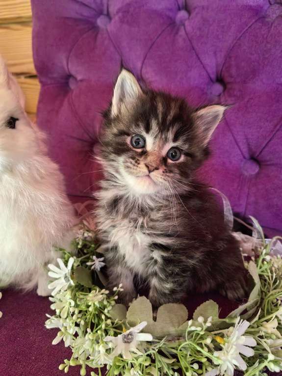 Кошки в Москве: Котята мэйнкунята Мальчик, 40 000 руб. - фото 3