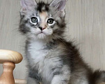 Кошки в Перми: Котята мейн-кун Девочка, 25 000 руб. - фото 6