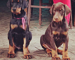 Собаки в Краснодаре: Высокопродные щенки добермана, 50 000 руб. - фото 3