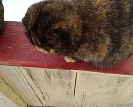 Кошки в Гусиноозерске: Котята от кошки шотландской вислоухой, 7 руб. - фото 8