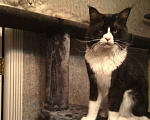 Кошки в Лобне: Кот Мейн-Кун на вязку Мальчик, 2 000 руб. - фото 13