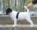 Собаки в Санкт-Петербурге: Щенки джек рассел терьера, 35 000 руб. - фото 2