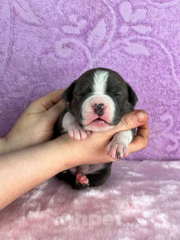 Собаки в Москве: Шикарная девочка амстаффа Девочка, 120 000 руб. - фото 7