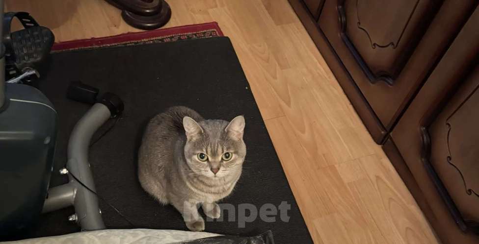 Кошки в Москве: Отдадим в добрые руки кошку. Девочка, Бесплатно - фото 2