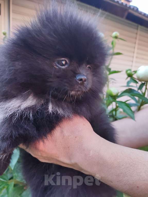 Собаки в Санкт-Петербурге: щенок шпица Мальчик, 50 000 руб. - фото 2