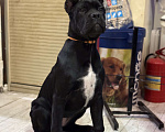 Собаки в Дмитрове: Щенок Кане Корсо Девочка, 70 000 руб. - фото 3