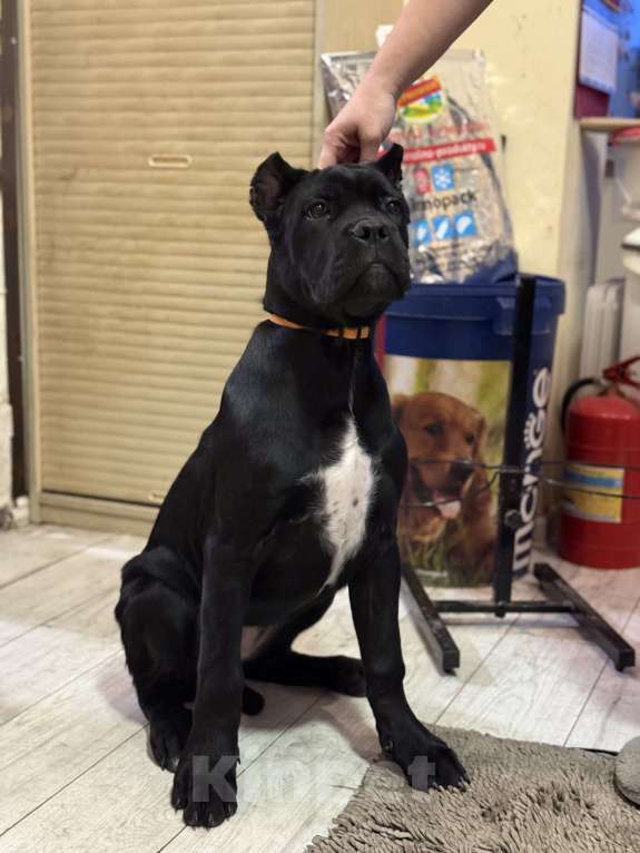 Собаки в Дмитрове: Щенок Кане Корсо Девочка, 70 000 руб. - фото 3