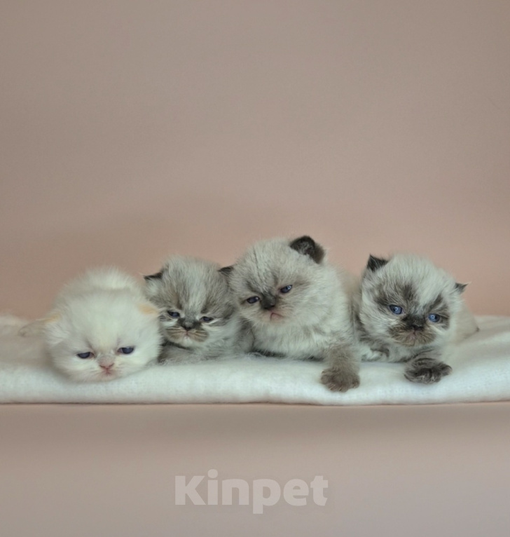 Кошки в Москве: Экзотические короткошерстные котята Девочка, Бесплатно - фото 2