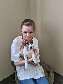 Джек-рассел терьер