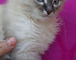 Кошки в Краснодаре: Котята Невская маскарадная color point blue пушистый кот Мальчик, 26 000 руб. - фото 6