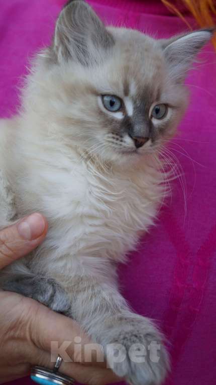 Кошки в Краснодаре: Котята Невская маскарадная color point blue пушистый кот Мальчик, 26 000 руб. - фото 6