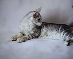 Кошки в Королеве: Котенок помета А; Мейн Кун, Айвенго. Мальчик, Бесплатно - фото 8